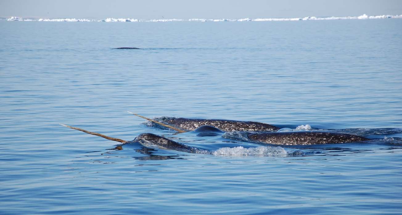 AK_Narwhal_2_tusks_TL_sm_DSC_9750
