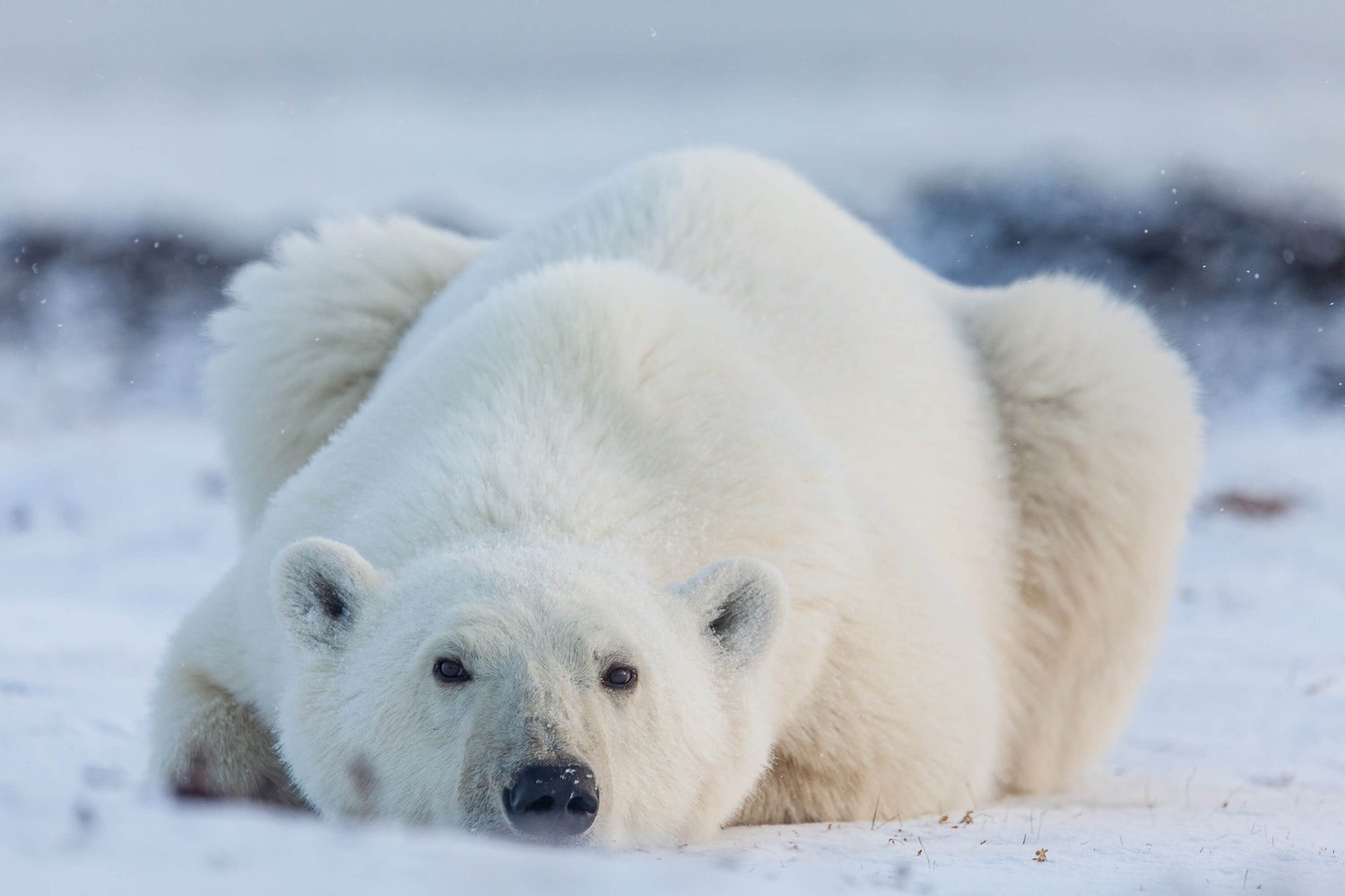Photo By Jaime Sharp Location Geilini Camp Nunavut-7720-web