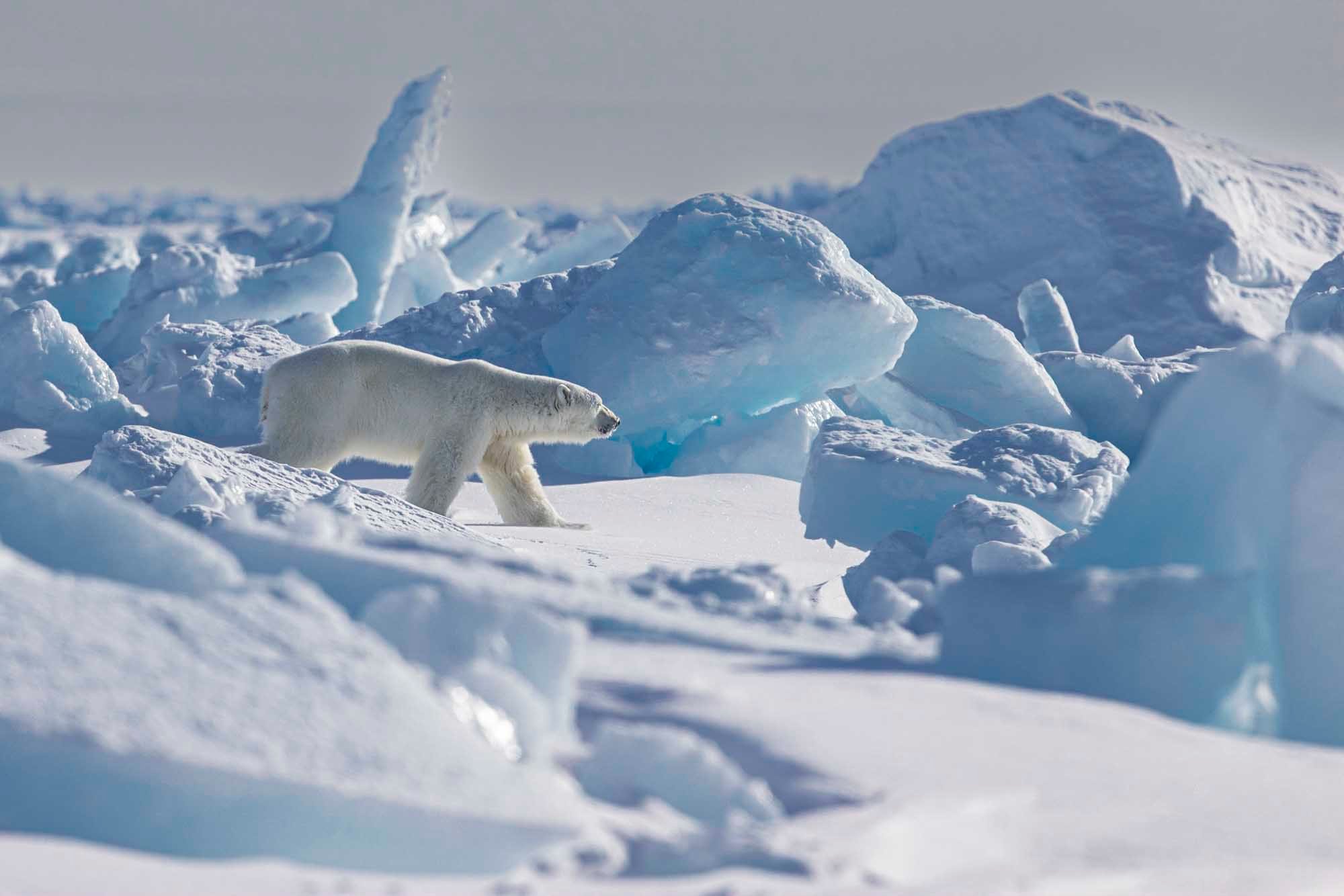 Spring Polar Bears & Icebergs - T 10 - Paul Goldstein -  Arctic Kingdom - Polar Bears - Arctic Wildlife4-1