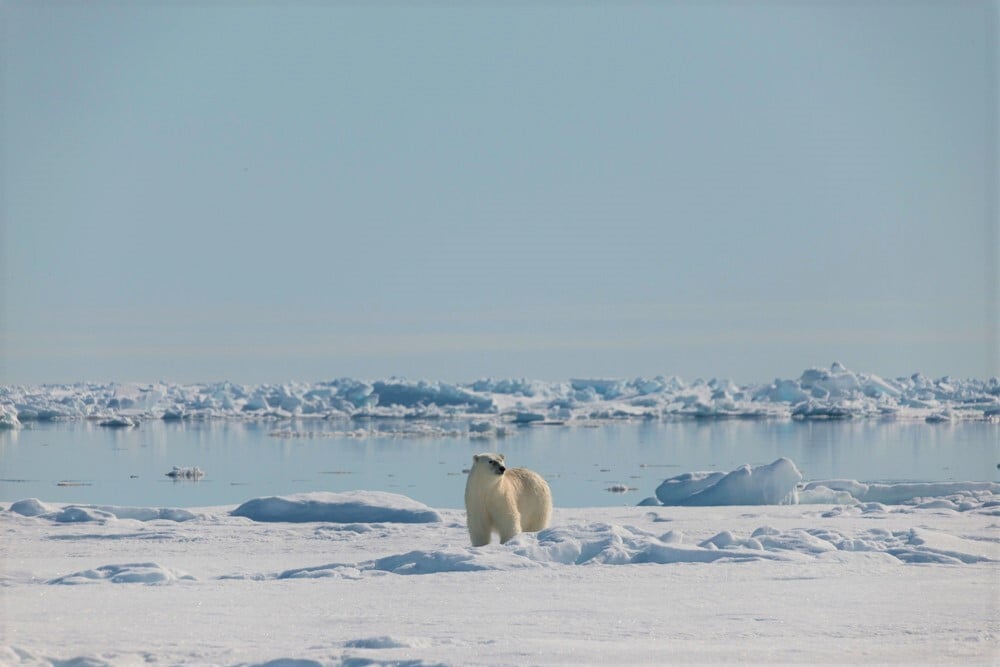 Stephen Gorman-Arctic Kingdom 2013-76