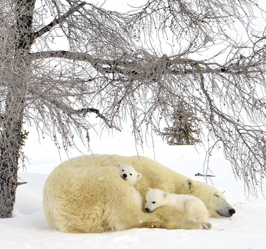 Polar bear mother sleeps while her two cubs snuggle into her under a tree by Michelle Valberg