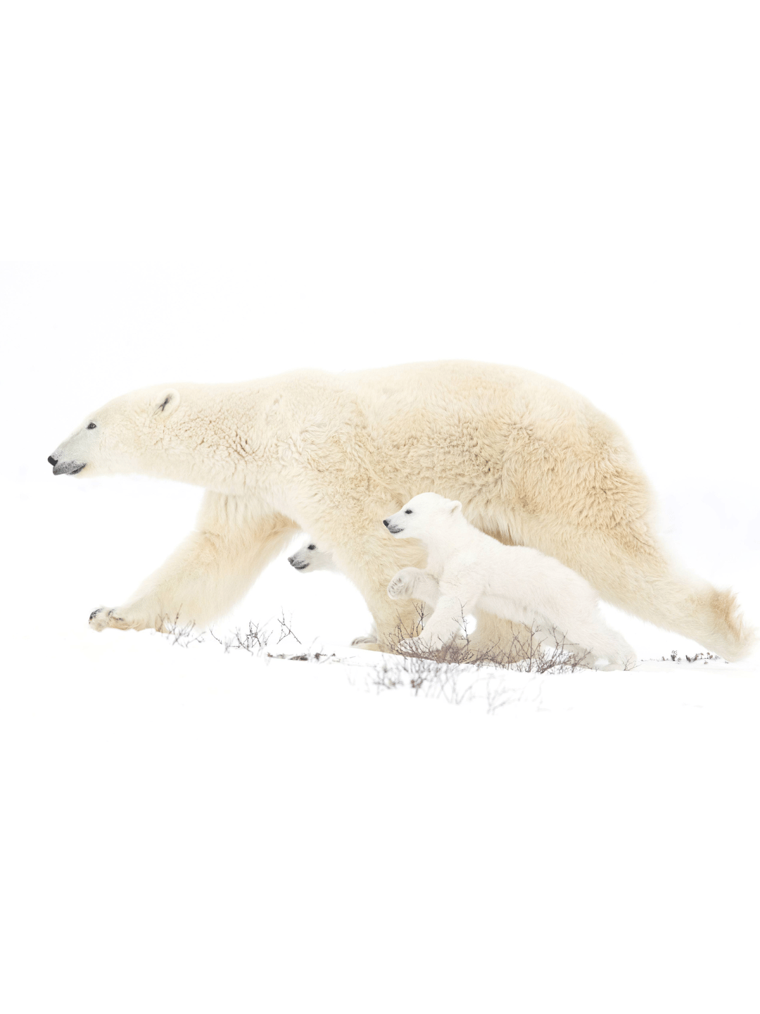Polar bear mother and two cubs walking together by Jenny Lutzhoff